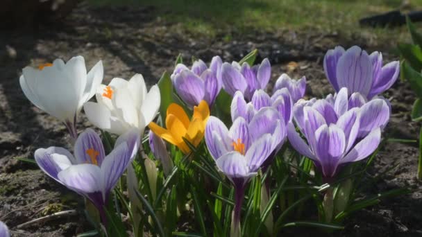 Primavera Api Miele Raccolta Polline Con Crochi Fiore Nel Prato — Video Stock