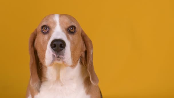 Retrato Adorable Perrito Beagle Sobre Fondo Estudio Cuidando Mascotas Estilo — Vídeos de Stock