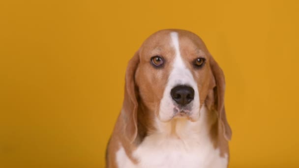 Retrato Adorable Perrito Beagle Sobre Fondo Estudio Cuidando Mascotas Estilo — Vídeo de stock