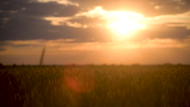 Weizenfeld Schöner Blick Auf Das Reifende Weizenfeld Sommertag Bei Sonnenuntergang — Stockvideo