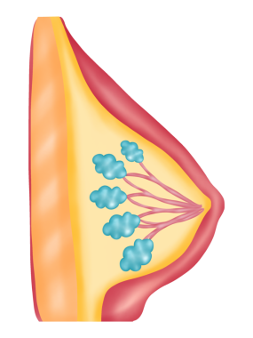Normal Bir Kadın Göğsünün Anatomisi, El Çizimi Suluboya Çizimi