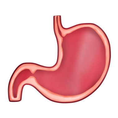Normal insan midesi, elle çizilmiş suluboya çizimi