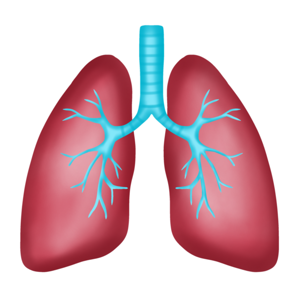 Sağlıklı Bir İnsan Akciğerinin Anatomisi, El Çizimi Suluboya Çizimi