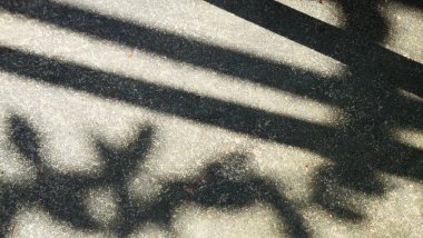 Dokulu Beton Üzerine Geometrik Paralel Gölgeler ve Organik Bitki Silueti