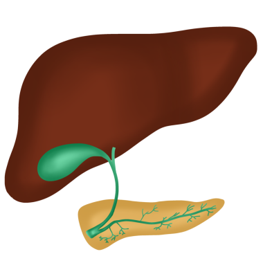 Healthy Human Liver and Gallbladder Anatomy, Digestive System Organ Diagram, hand drawn watercolor illustration