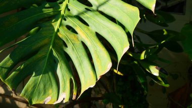 Güneş Işığında Bir Canavar Deliciosa Yaprağının Ayrıntılı Yakın Çekimi, doğal arka plan