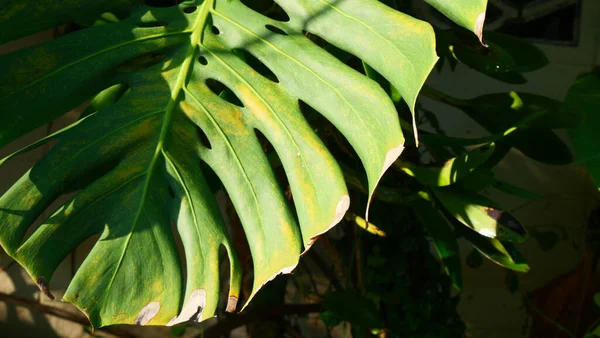 Güneş Işığında Bir Canavar Deliciosa Yaprağının Ayrıntılı Yakın Çekimi, doğal arka plan