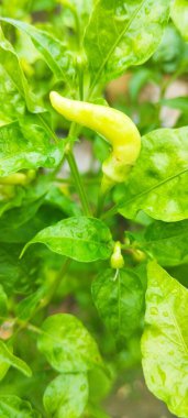 bitki üzerinde yeşil biber