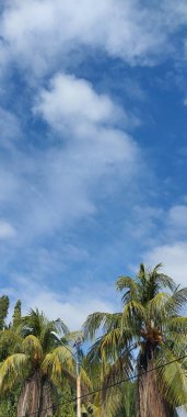 Mavi gökyüzü arka plan üzerinde palmiye ağaçları