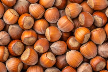 Sepette fındık. Makro. yüksek kaliteli fotoğraf