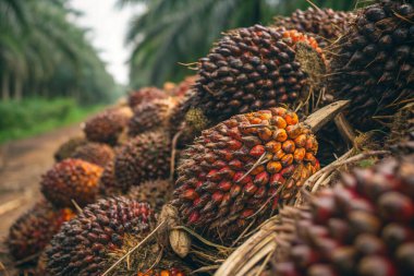 Muz çiftliğindeki olgun muzlara ve palmiye yağına yakın.