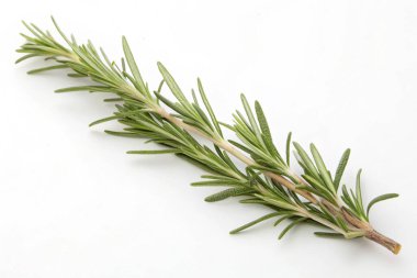 Biberiyenin beyaz arkaplanda izole edilmiş dalı, yakın plan, üst görünüm