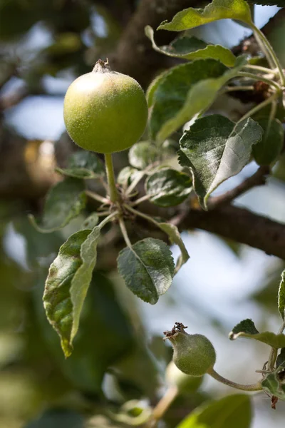 Green apples on a tree. — Stock Photo, Image