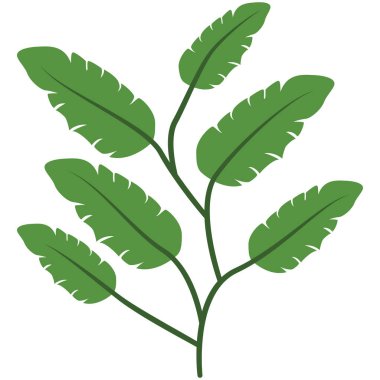 2d bileşik yaprak bitkisi, botanik temalar, ekolojik tasarımlar, eğitimsel görseller, bahçıvanlık içeriği ve doğa varlıkları için ayrıntılı yaprakları vurgulama ideali.