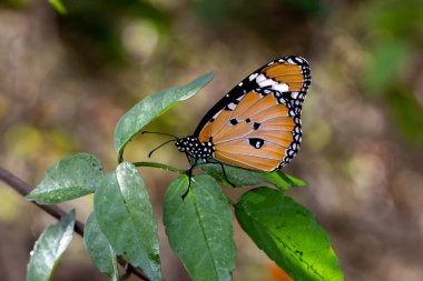 Renkli desenli bir kelebek turuncu bir dalda asılı, makro, bulanık bir arka plan. Yüksek kalite fotoğraf