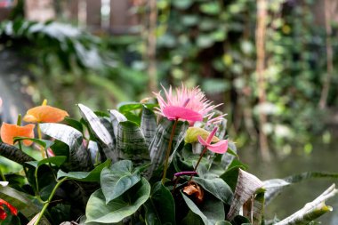 Yeşil yapraklı arka planda çok renkli bahçe çiçekleri. - Evet. Yüksek kalite fotoğraf