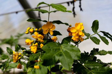 Renkli desenli bir kelebek turuncu bir dalda asılı, makro, bulanık bir arka plan. Yüksek kalite fotoğraf