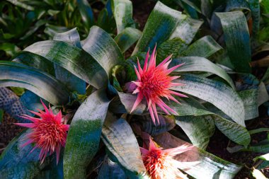 Yeşil yapraklı arka planda çok renkli bahçe çiçekleri. - Evet. Yüksek kalite fotoğraf