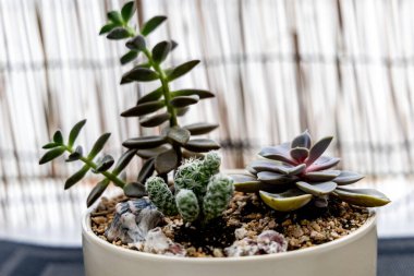 Küçük dekoratif kaktüs ve sulu düzenleme dekoratif taşlarla seramik bir kaseye yerleştirildi. Ev dekorasyonu, şehir ormanı ve modern iç tasarım için şık bir bahçe..