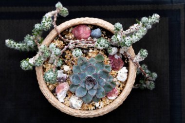 Küçük dekoratif kaktüs ve sulu düzenleme dekoratif taşlarla seramik bir kaseye yerleştirildi. Ev dekorasyonu, şehir ormanı ve modern iç tasarım için şık bir bahçe..