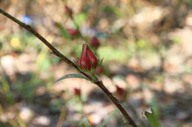 Bir timsah, bir yengeç ve Vietnam 'da bir nehirde yüksek kaliteli fotoğraflar.