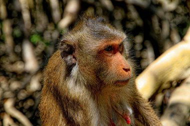 Vietnam 'daki Maymun Adası. Yüksek kalite fotoğraf