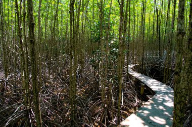 Suyun altında nefes kesici bir manzara ve çeşitli balık türleriyle dolu canlı bir mangrov ekosistemi. Mangrov ağaçlarının karmaşık kök sistemleri eşsiz bir yaşam alanı yaratır. Yüksek kalite fotoğraf