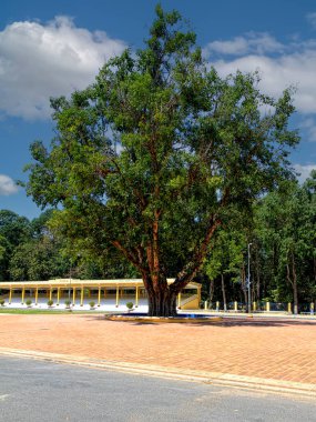 Çiçekler, ağaçlar ve Vietnam 'ın şehirleri. Yüksek kalite fotoğraf
