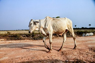 Tozlu kırsal yolda yürüyen ince inek.