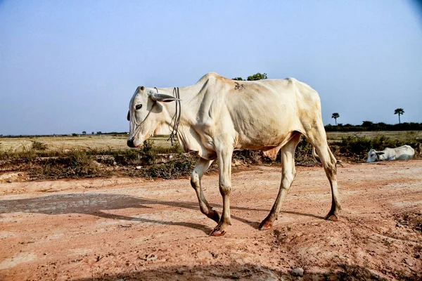 Tozlu kırsal yolda yürüyen ince inek.