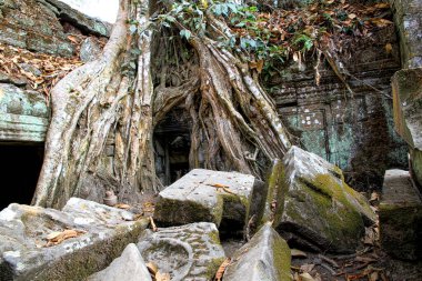 Angkor, Kamboçya. Tapınaklar, dini binalar, taş oymalar, doğanın taşa karşı zaferi..