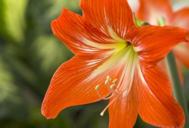 Portakal çiçekleri Hippeastrum veya nergis zambağı 