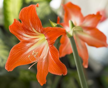 Portakal çiçekleri Hippeastrum veya nergis zambağı