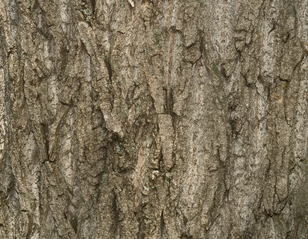 Tree bark texture. Old Wood Tree Texture Background Pattern
