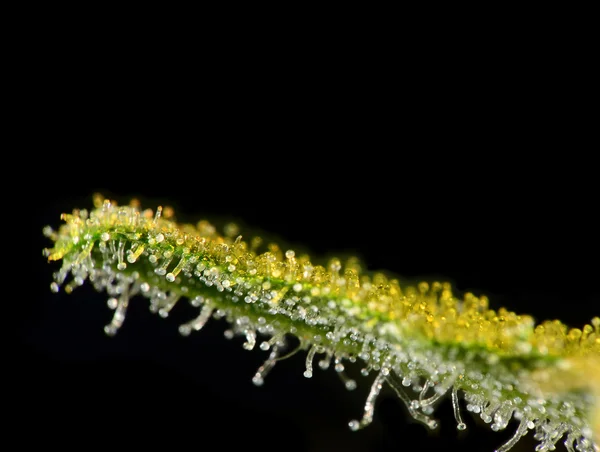 대마초 잎 trichomes. — 스톡 사진