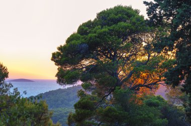Günbatımı çam ağaçları içinde