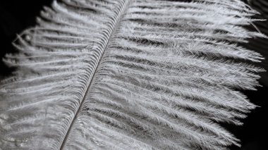 Beyaz ince tüy makro