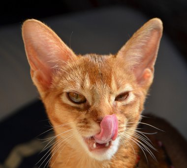 Anasayfa kedi başkanı