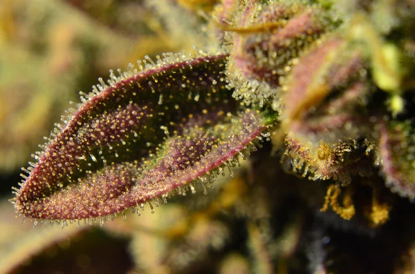 A cannabis növény trichomes — Stock Fotó
