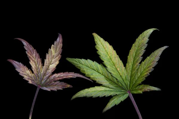 Dos hojas de cannabis — Foto de Stock