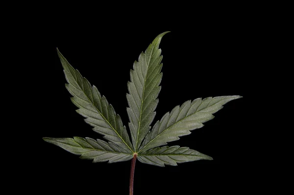 Folha de Cannabis em preto — Fotografia de Stock
