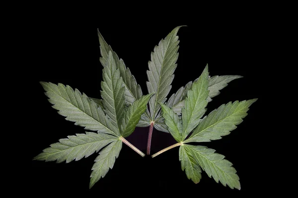 Cannabisblad på svart — Stockfoto