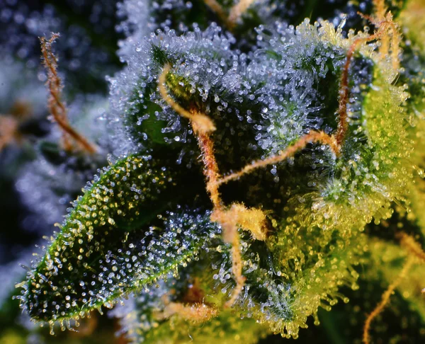 Trichomes on cannabis plant — Stock Photo, Image