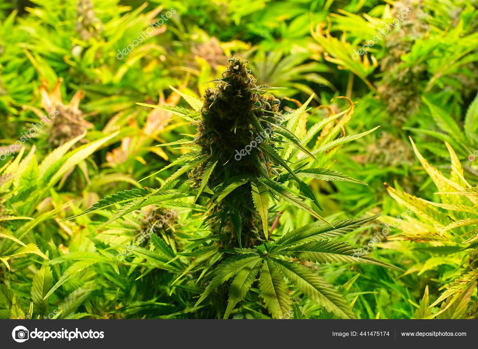 Stubborn weed hi-res stock photography and images - Alamy