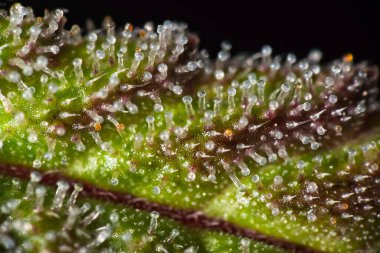 Süper makro esrar bitkisi. Kısmen mor yaprağın üzerinde THC dolu..