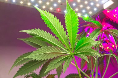 Çağdaş beyaz ve mor LED ışıkları olan küçük büyüme odasında alttan büyük kenevir yaprağı.