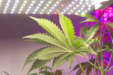 Çağdaş beyaz ve mor LED ışıkları olan küçük büyüme odasında alttan büyük kenevir yaprağı.