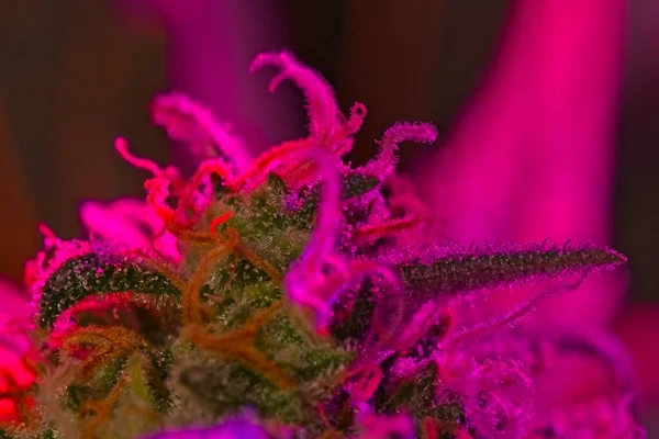 Macro of top part of bud on cannabis plant under purple LED growing light.