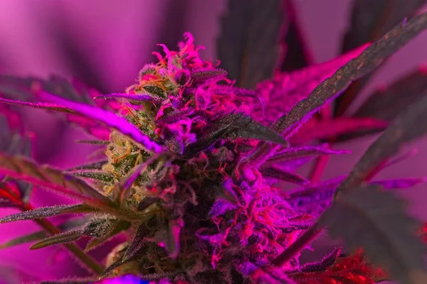 Big bud on cannabis plant under purple LED growing light.