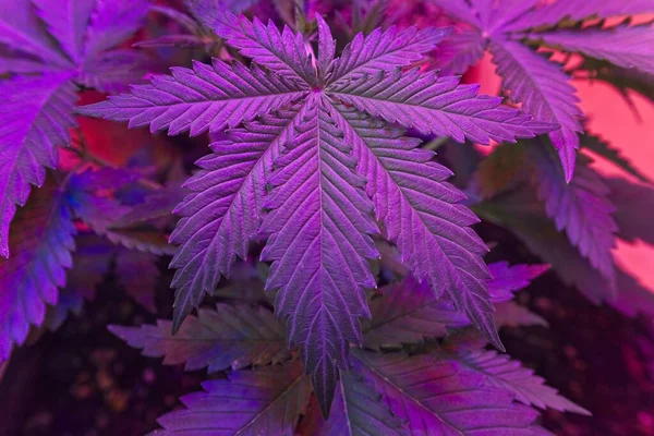 Großes Cannabisblatt Junger Pflanze Von Oben Unter Violettem Led Wachstumslicht — Stockfoto